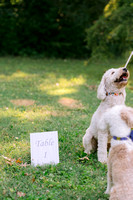 Lesley + Chris - IU Engagement Session